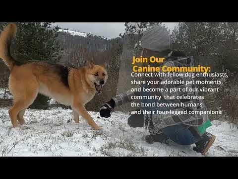 Tail Wag Dog: MEDIA FOR PETS gallery image