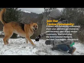 Tail Wag Dog: MEDIA FOR PETS gallery image
