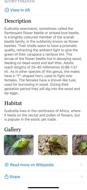 Insecta gallery image