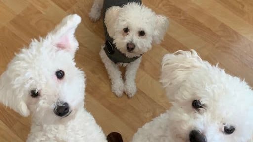 Remote Work Stories gallery image