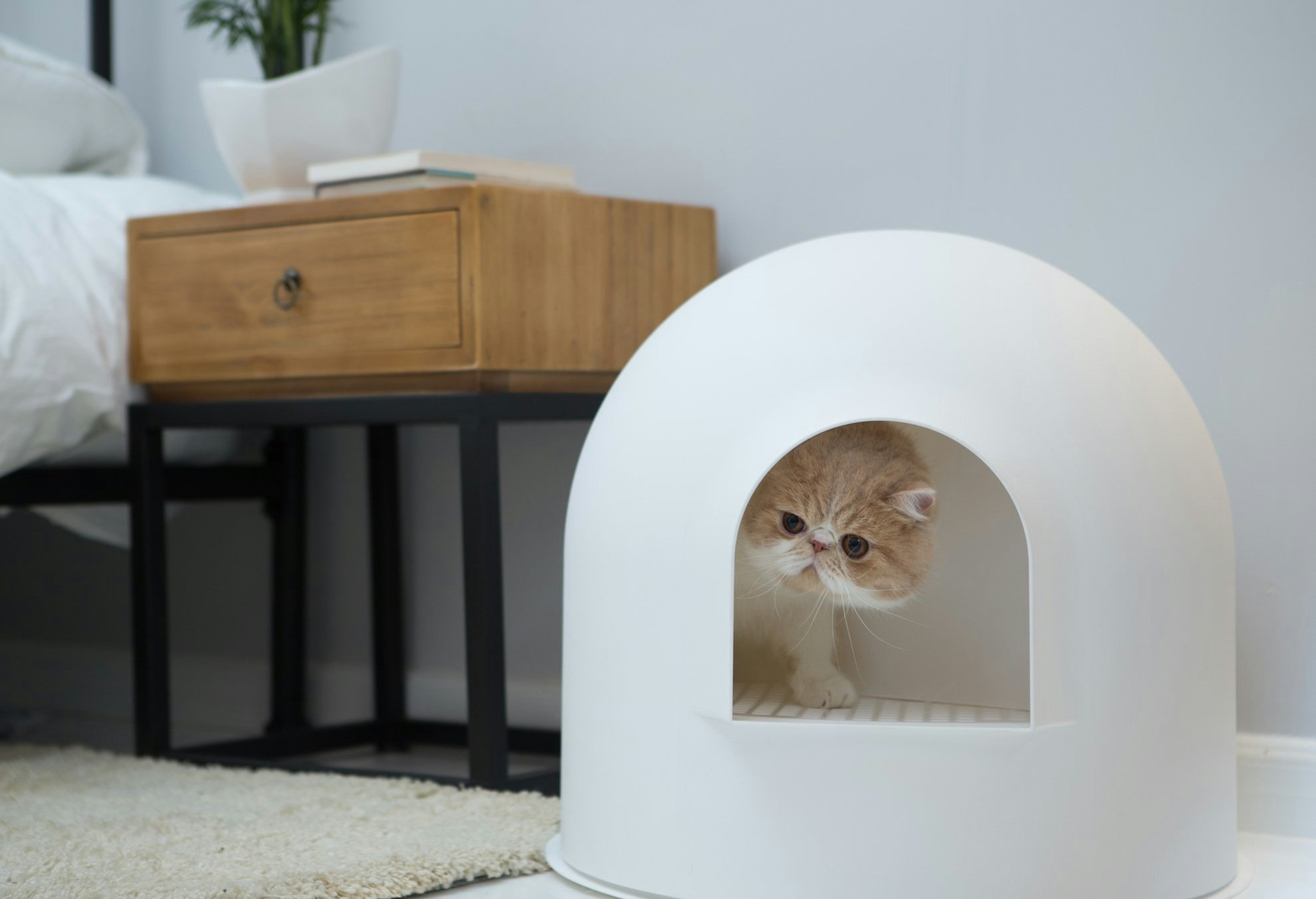 Want an invisible litter box? - try this! pidan igloo litter box gallery image