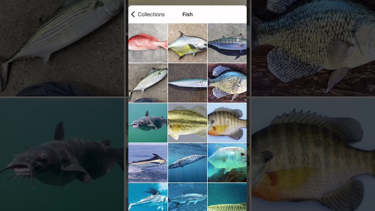 FishPic gallery image