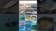 FishPic
