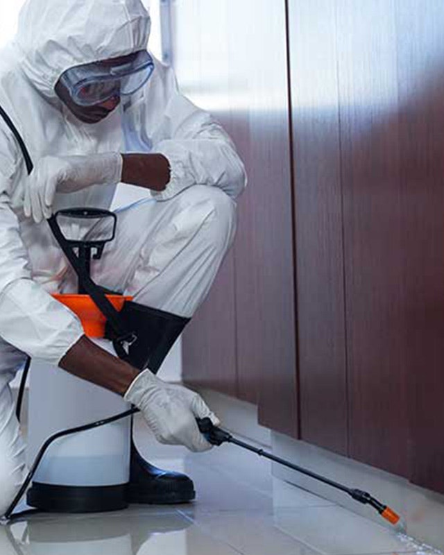 Pest Control Services in Sunshine Coast gallery image