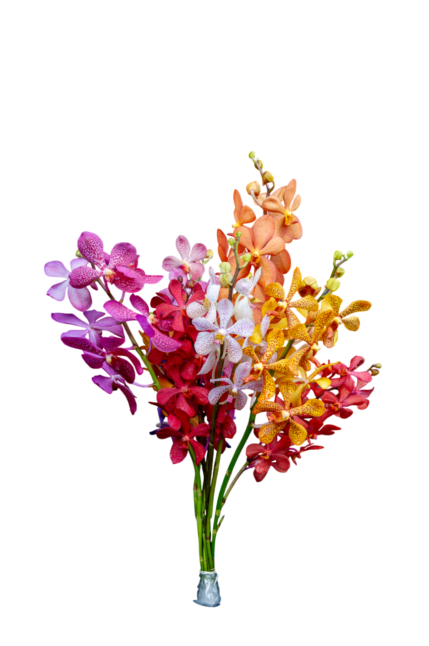 Nini Orchids gallery image