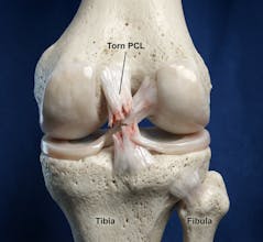 Natomy AI gallery image