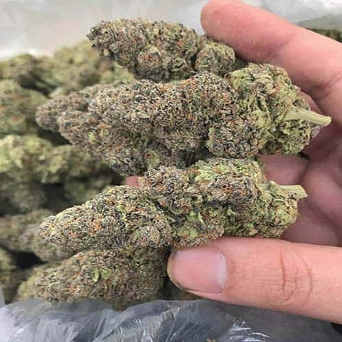 Blue Dream Strain media 1
