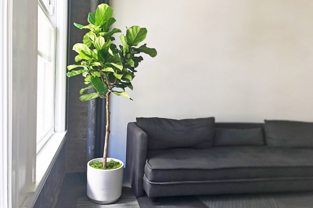 Leon & George gallery image