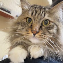 Life with pet gallery image