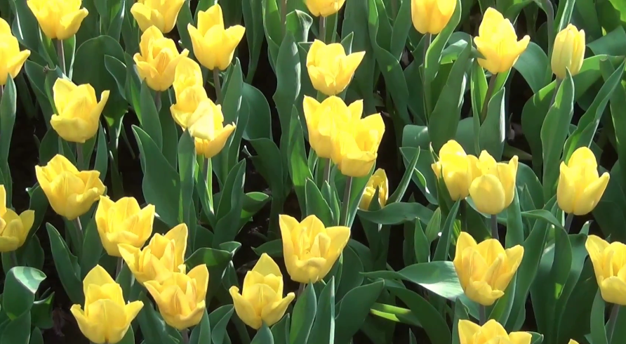 Distill gallery image