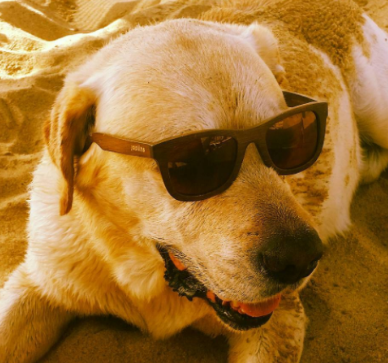 Joplins Sunglasses gallery image