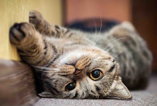 Aww Break gallery image