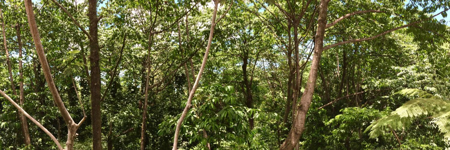 Giovanni Collazo cover