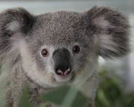 Koality Jobs gallery image