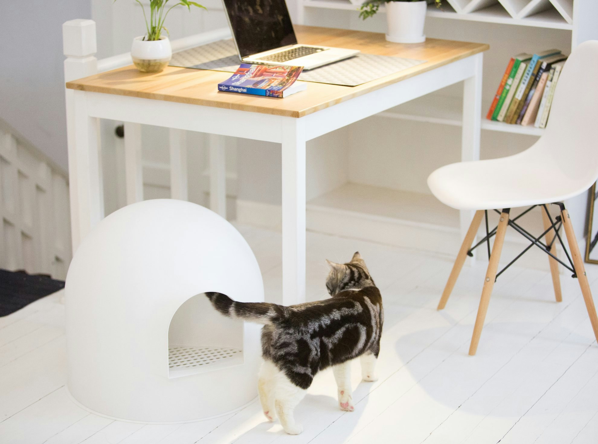 Want an invisible litter box? - try this! pidan igloo litter box gallery image