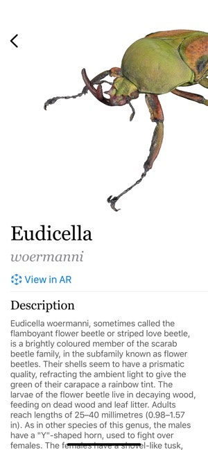 Insecta gallery image