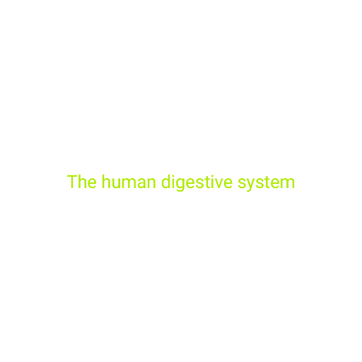 Human digestive system 