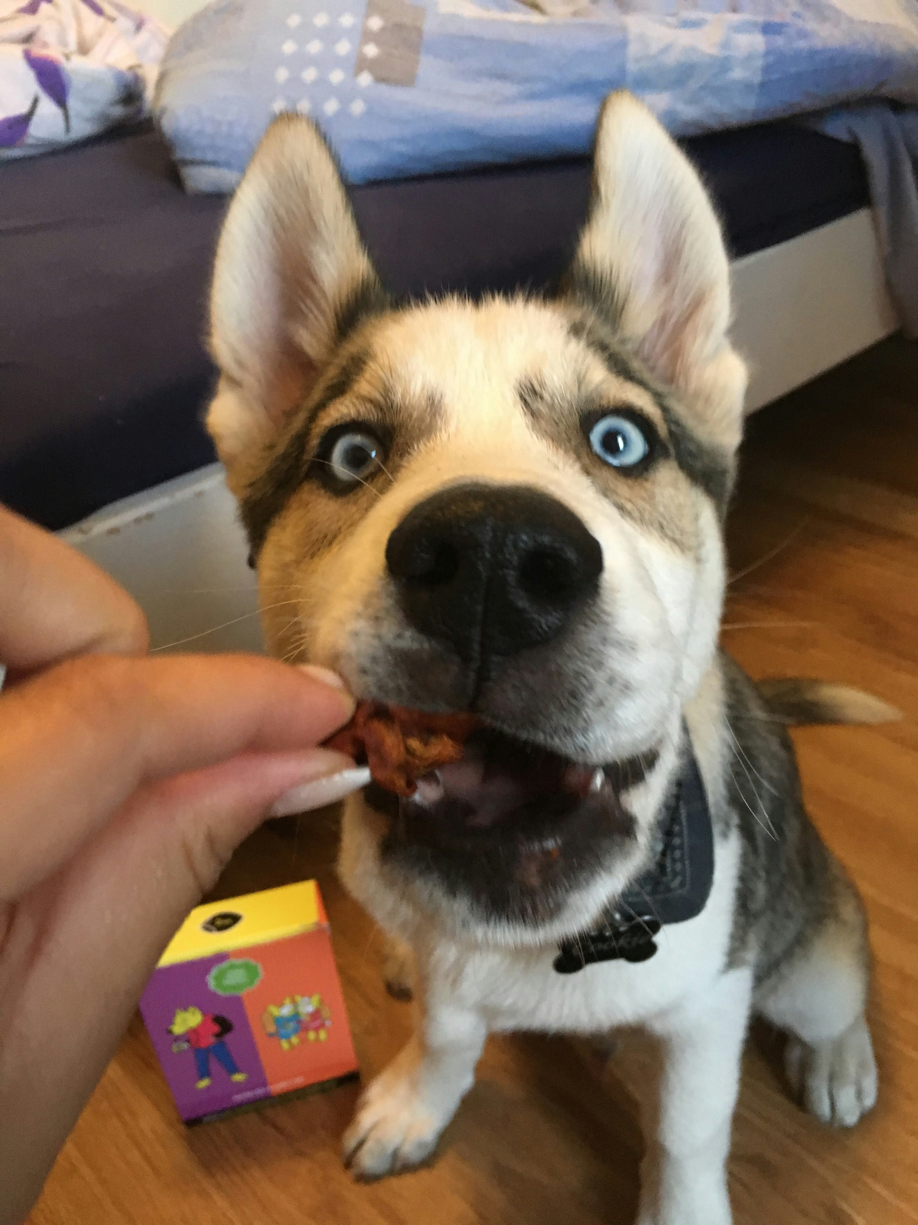 HAZELNUT TREE STICK gallery image