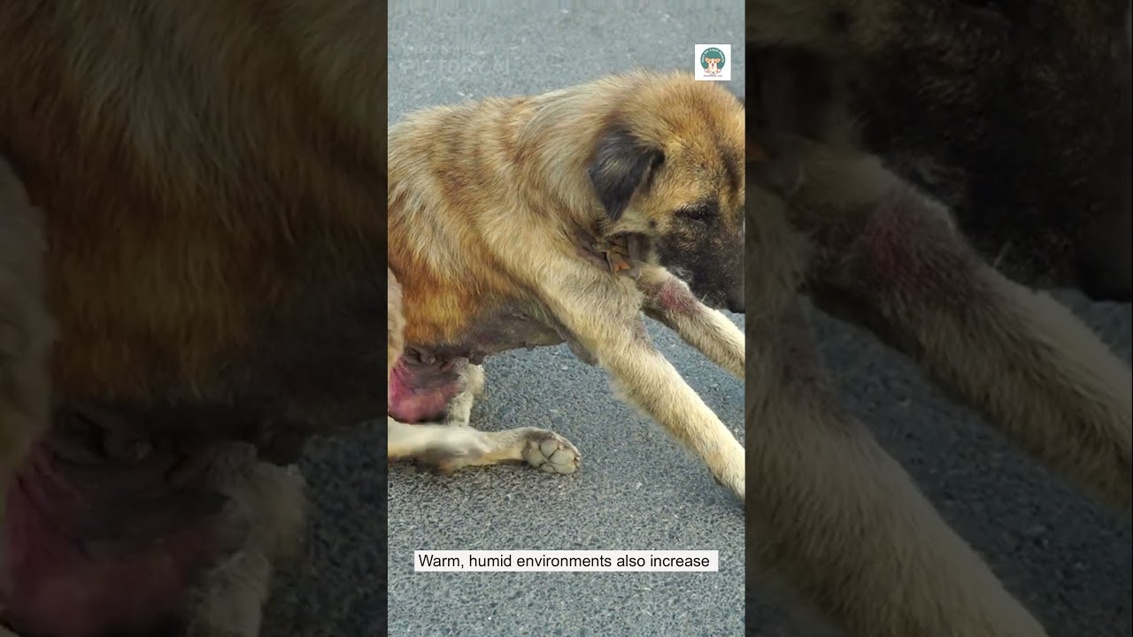 mydogwell.com gallery image