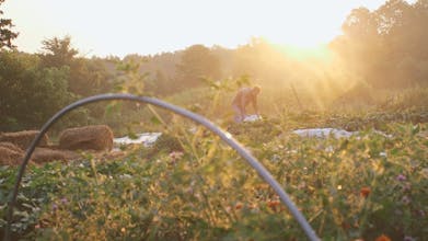 Steader gallery image