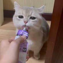 Life with pet gallery image