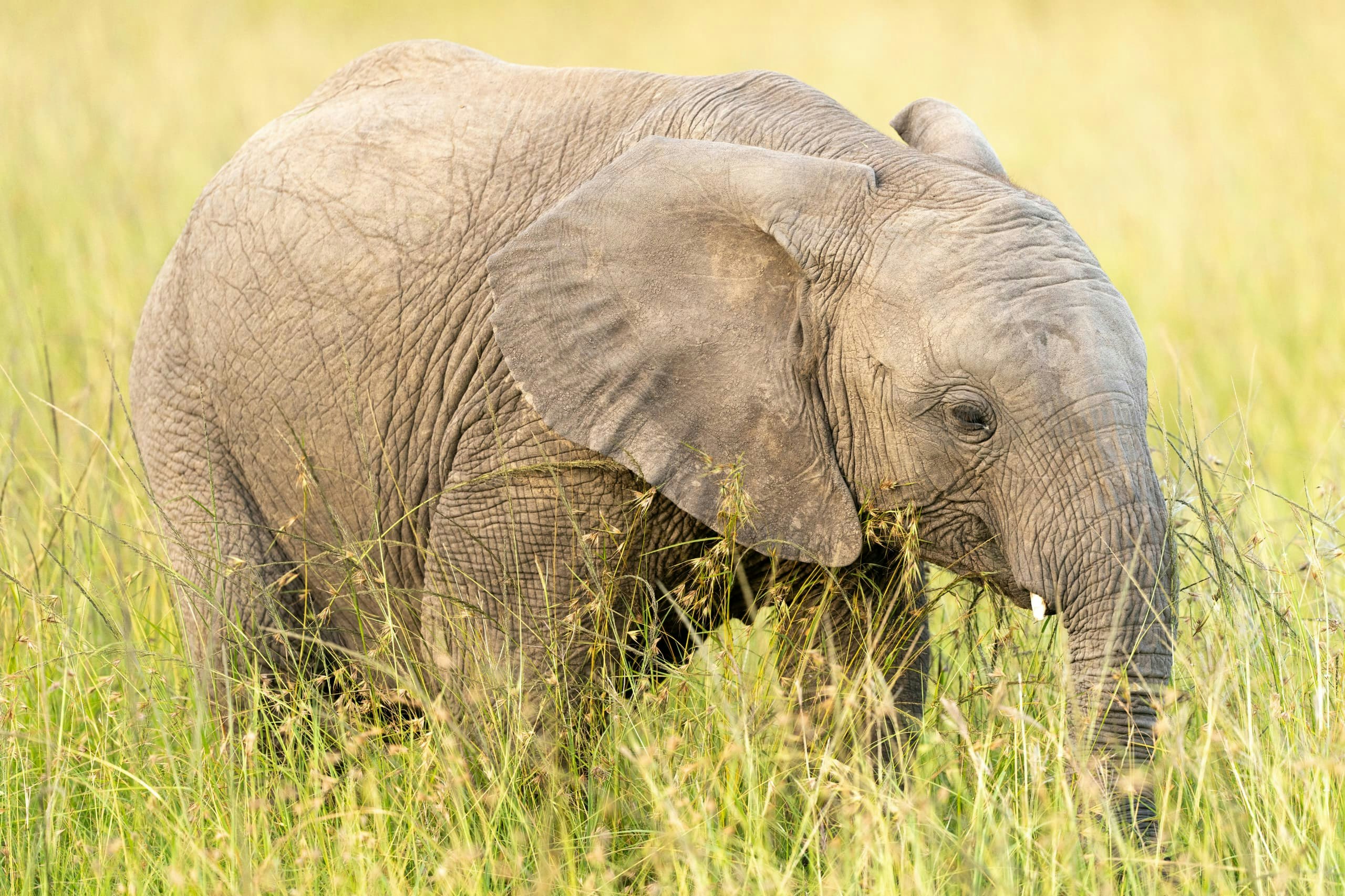 Africantrust Safari gallery image