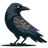 QA Crow