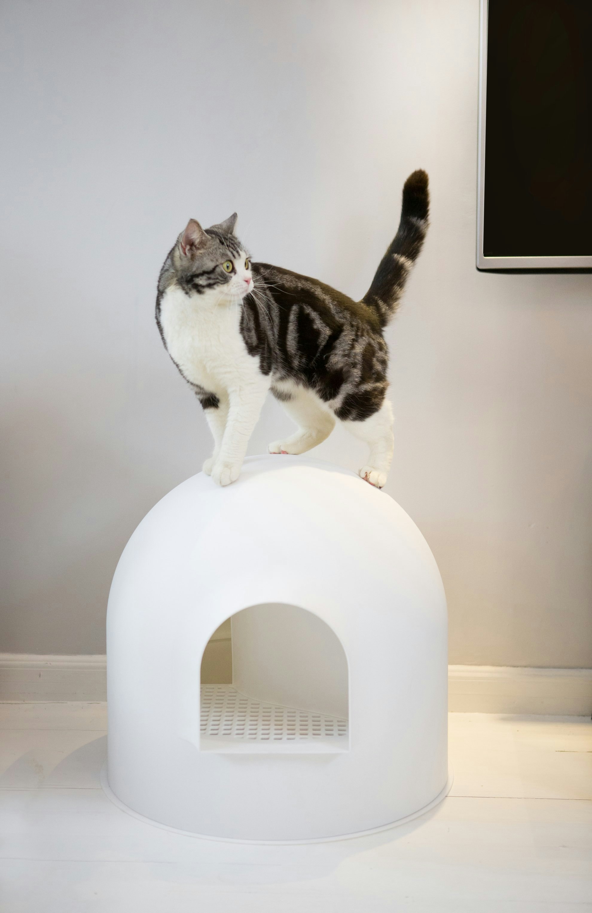 Want an invisible litter box? - try this! pidan igloo litter box gallery image