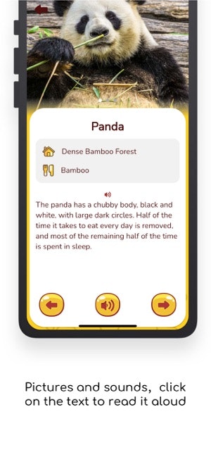 Bingoo Jungle Sounds gallery image