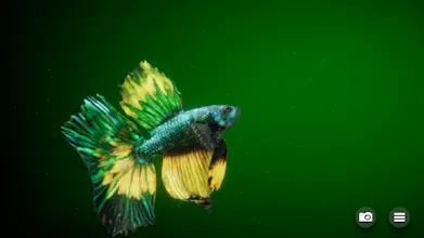 Betta Fish - Virtual Aquarium gallery image