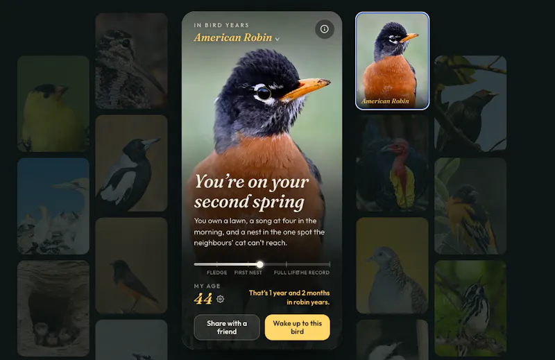In Bird Years screenshot 2
