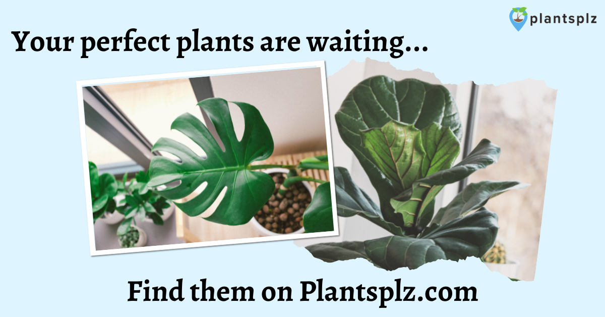 PlantsPlz gallery image
