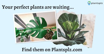 PlantsPlz gallery image