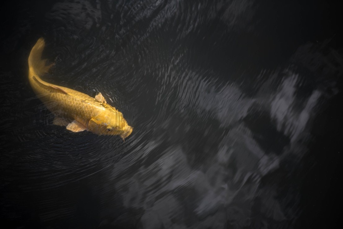 Photoxpedia gallery image