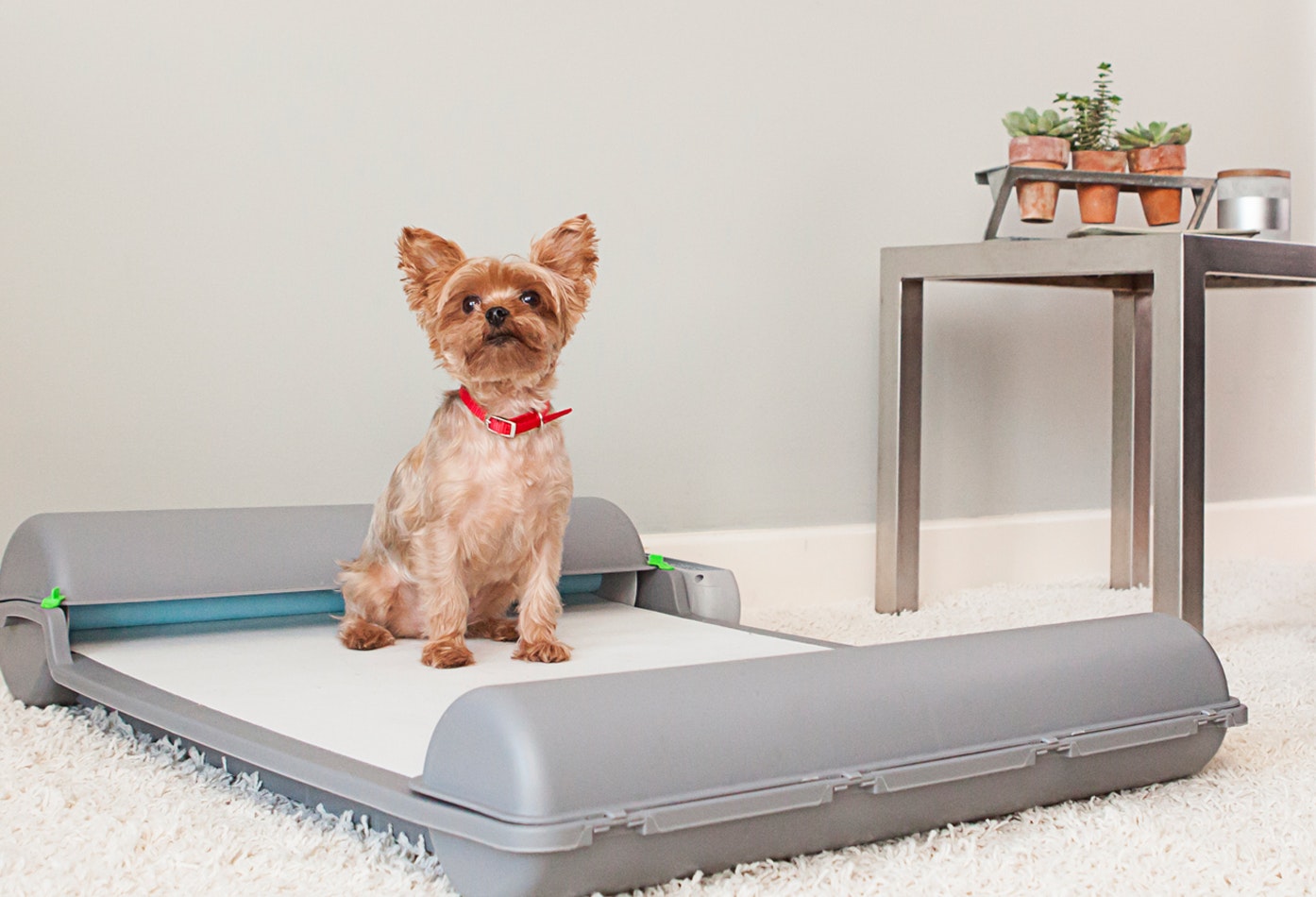 BrilliantPad: Self-Cleaning Indoor Dog Potty gallery image