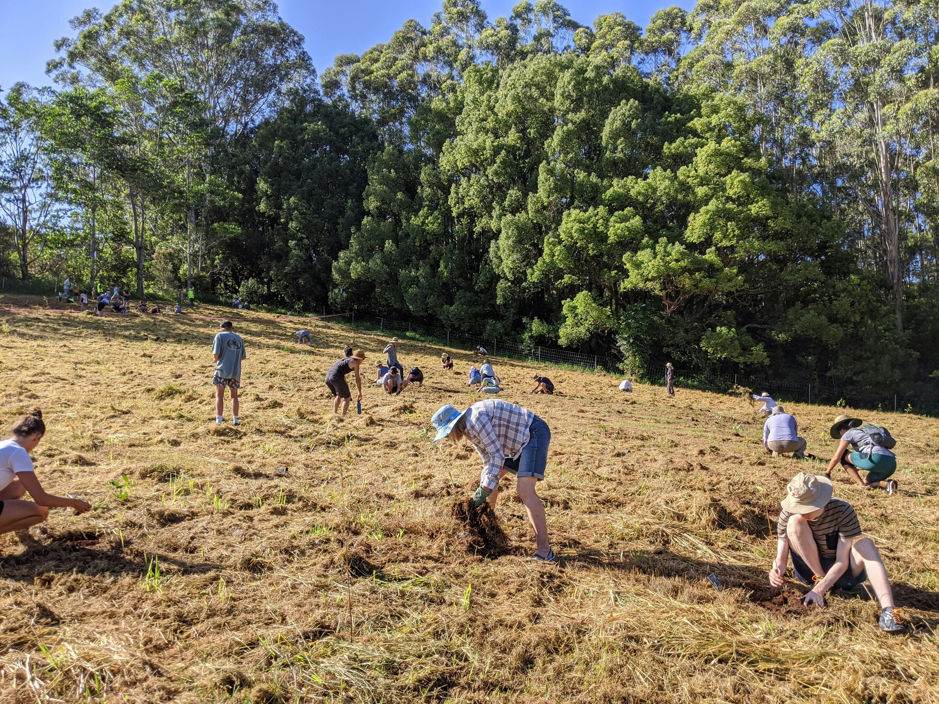 Treeapp gallery image