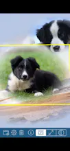 PhotoTangler Collage Maker gallery image
