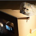 CatFi