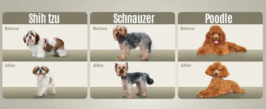 oneisall dog clippers gallery image
