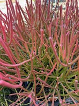 PlantArk gallery image