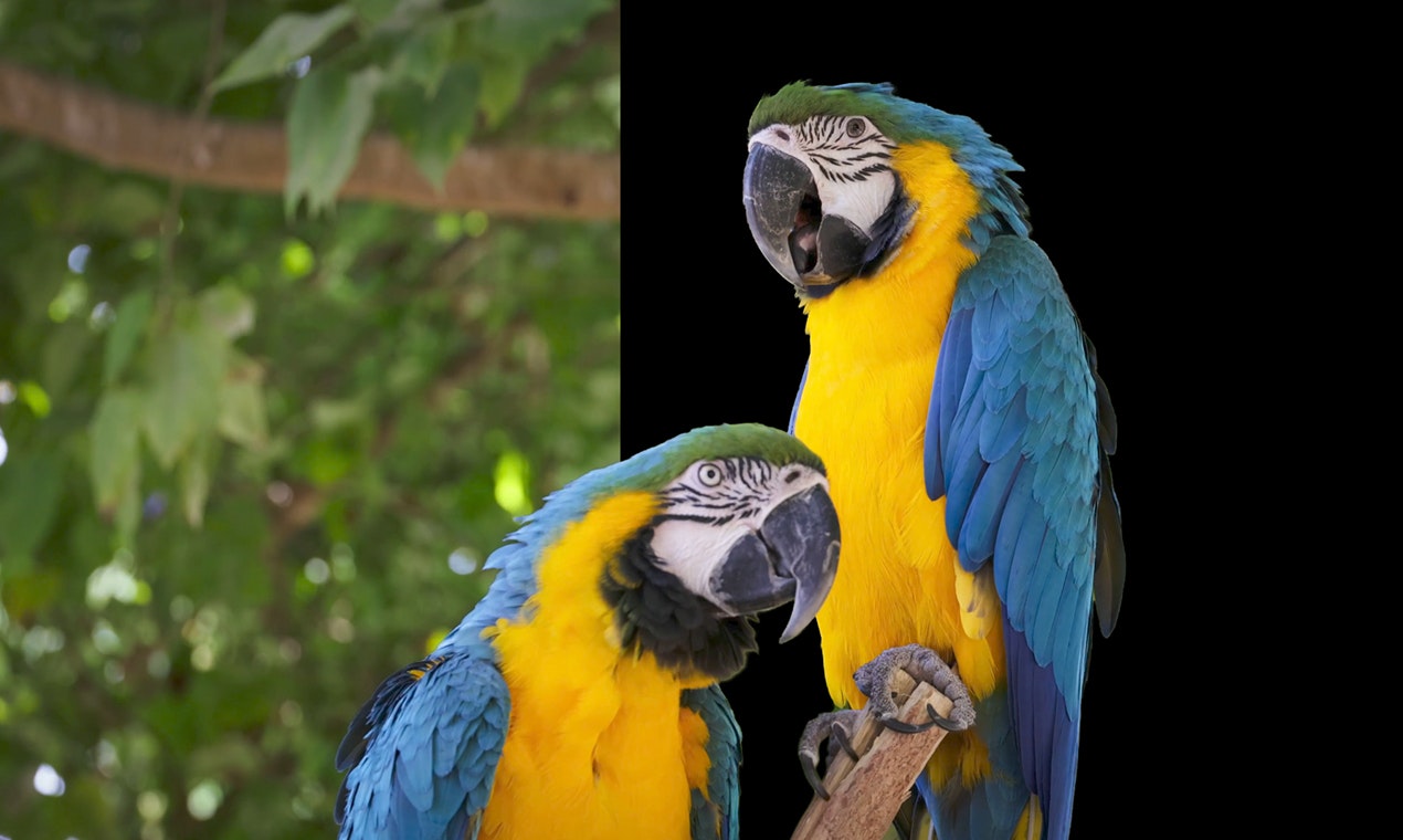 ONYX AI Matte V2 gallery image