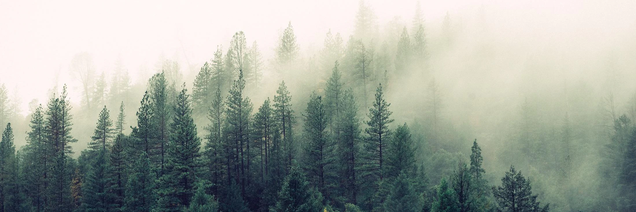 Krzysztof Zbudniewek cover