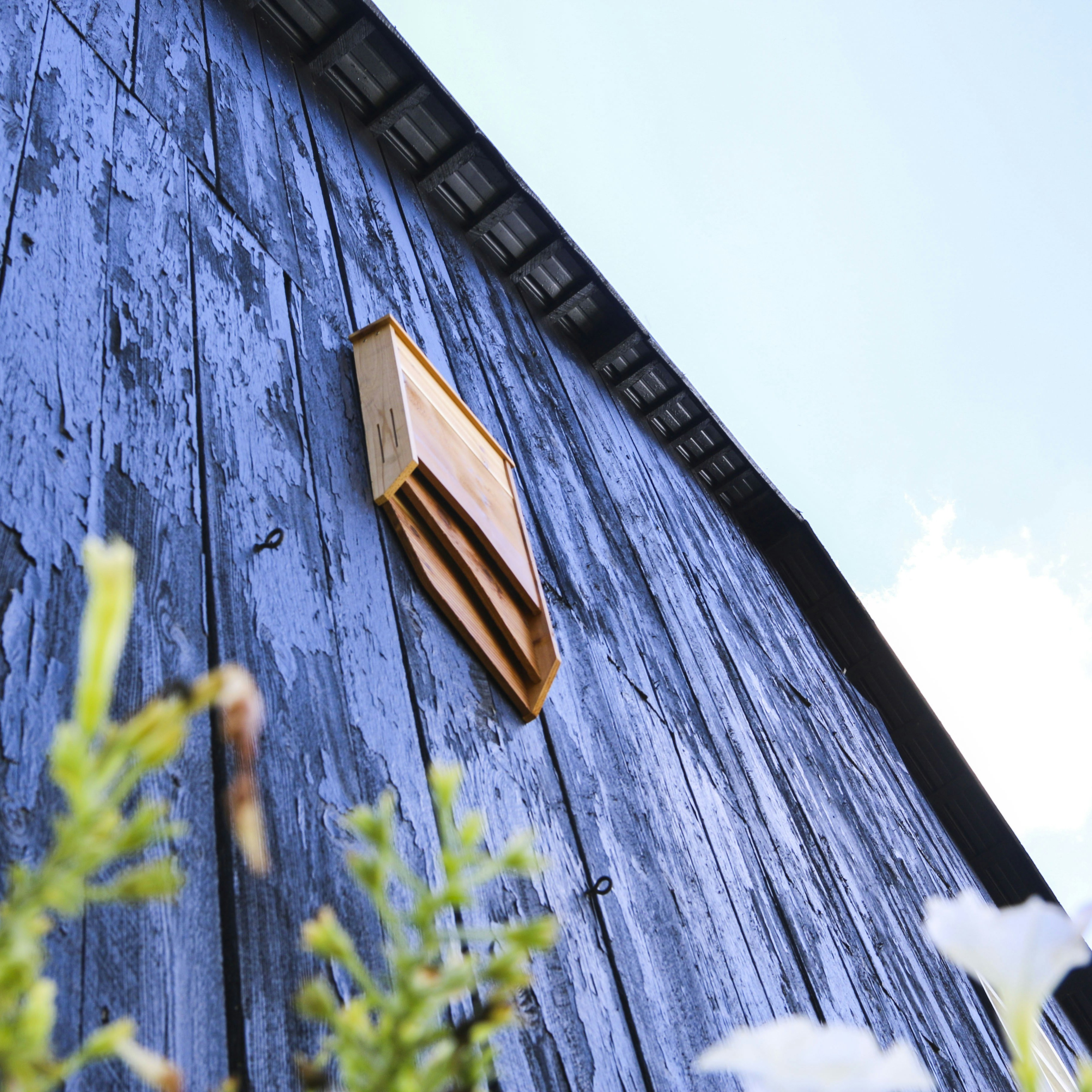 BatBnB gallery image