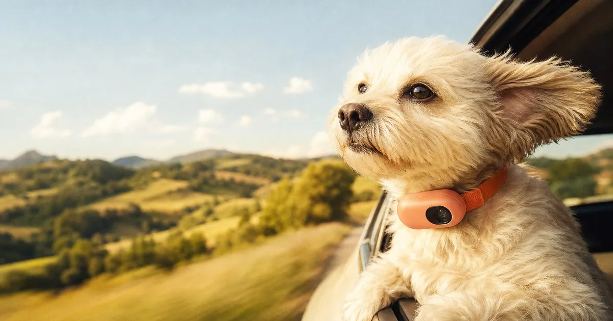 petting gallery image