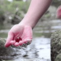 Soapberry Soap