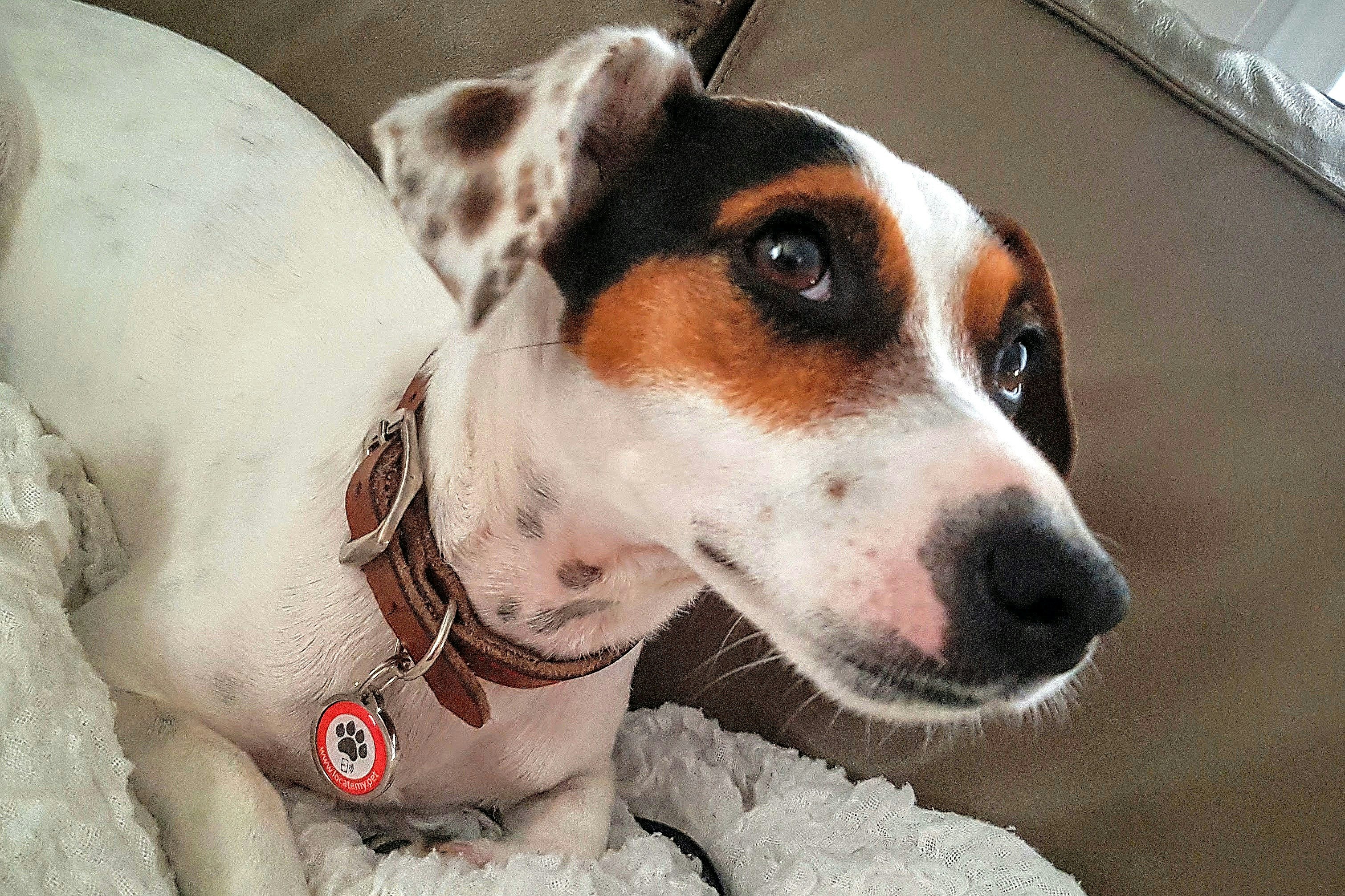 A simple pet locating device gallery image