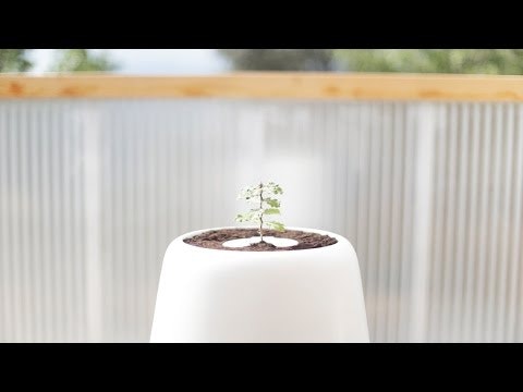 Bios Urn gallery image