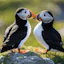 Puffins Dating