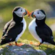 Puffins Dating