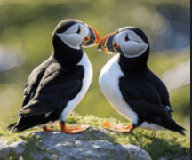 Puffins Dating logo